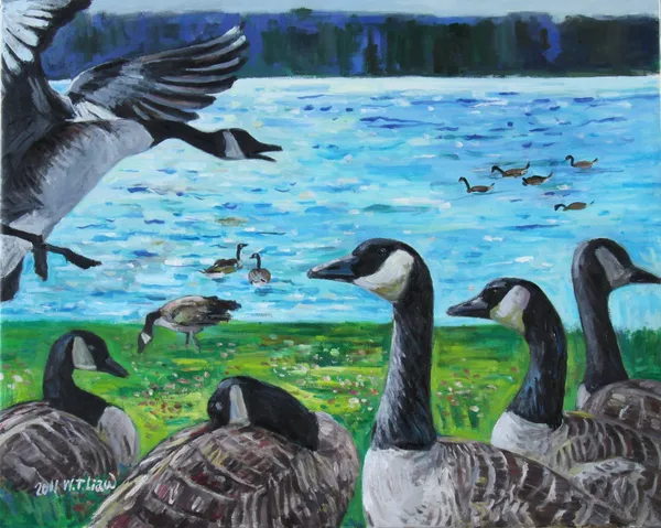 加拿大雁-Canadian geese